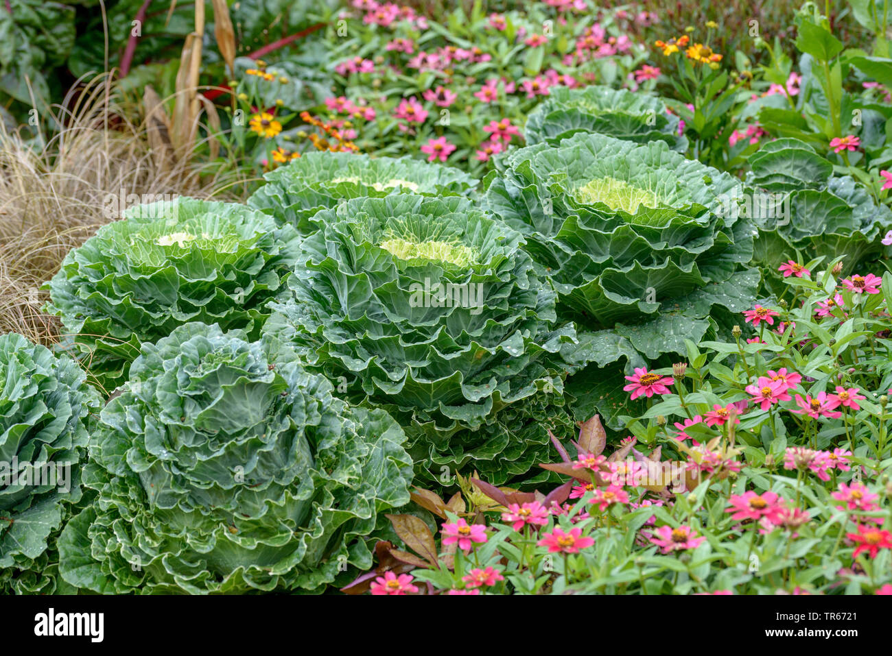 Le chou vert, chou frisé (Brassica oleracea convar. acephala), dans un parterre de fleurs Banque D'Images