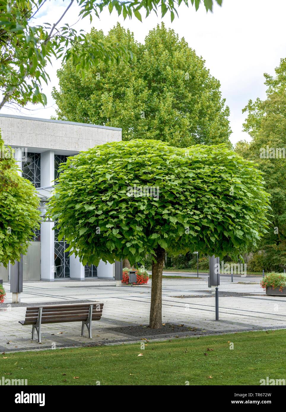 Haricot indien (arbre Catalpa bignonioides 'Nana' Catalpa bignonioides Nana), le cultivar Nana, Allemagne Banque D'Images