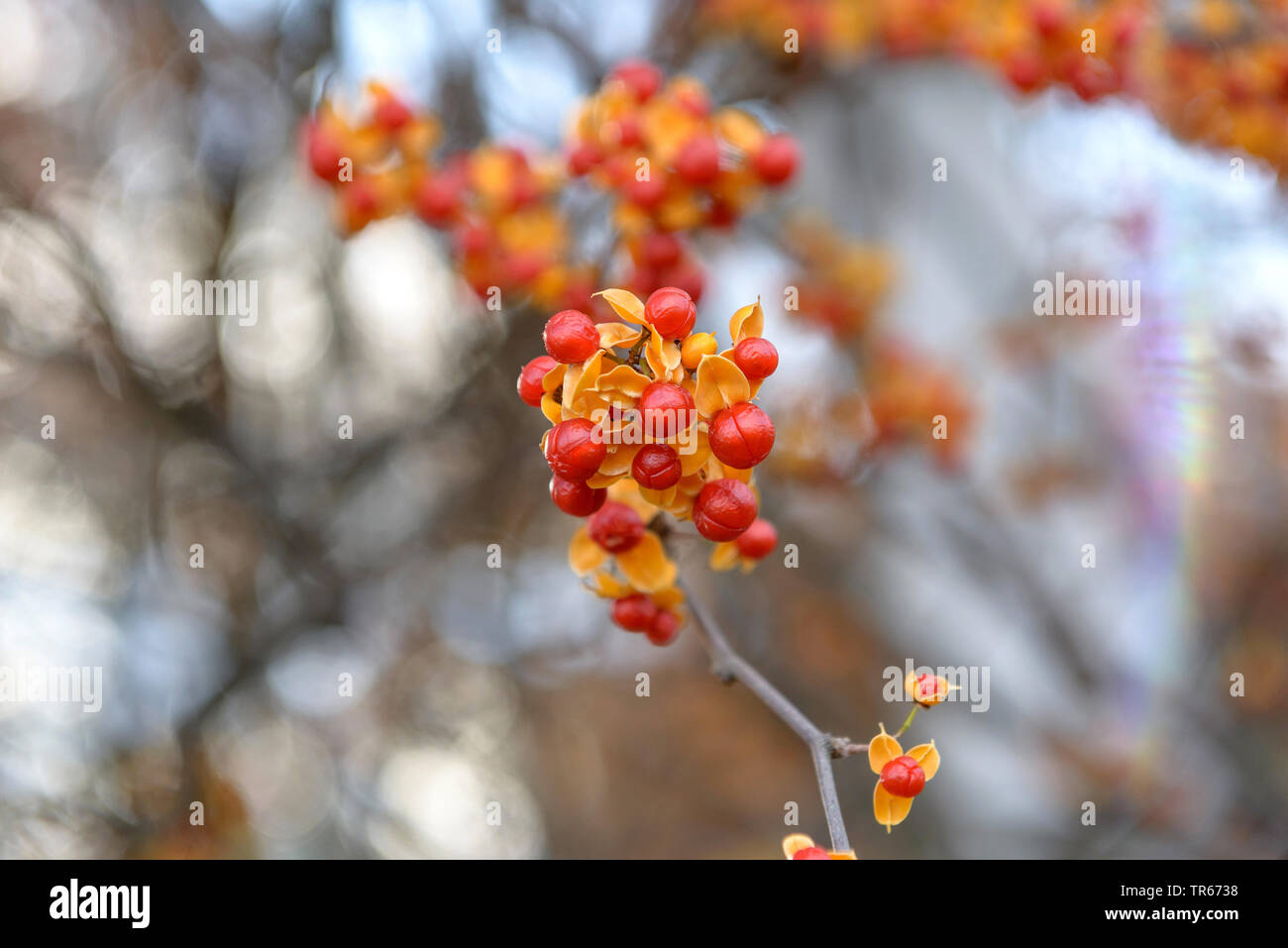 Bittersweet chinois (Celastrus rosthornianus), les fruits Banque D'Images