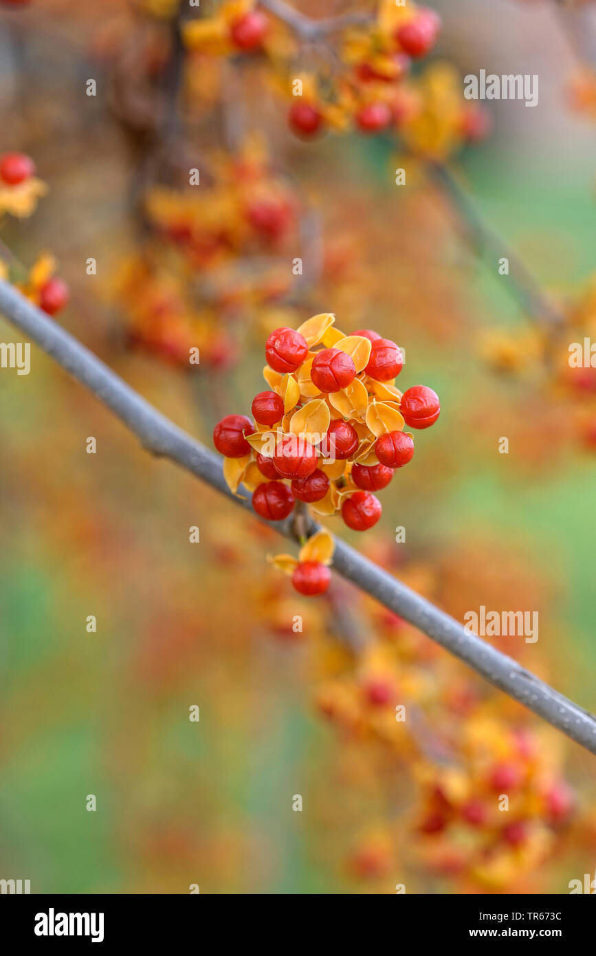 Bittersweet chinois (Celastrus rosthornianus), les fruits Banque D'Images