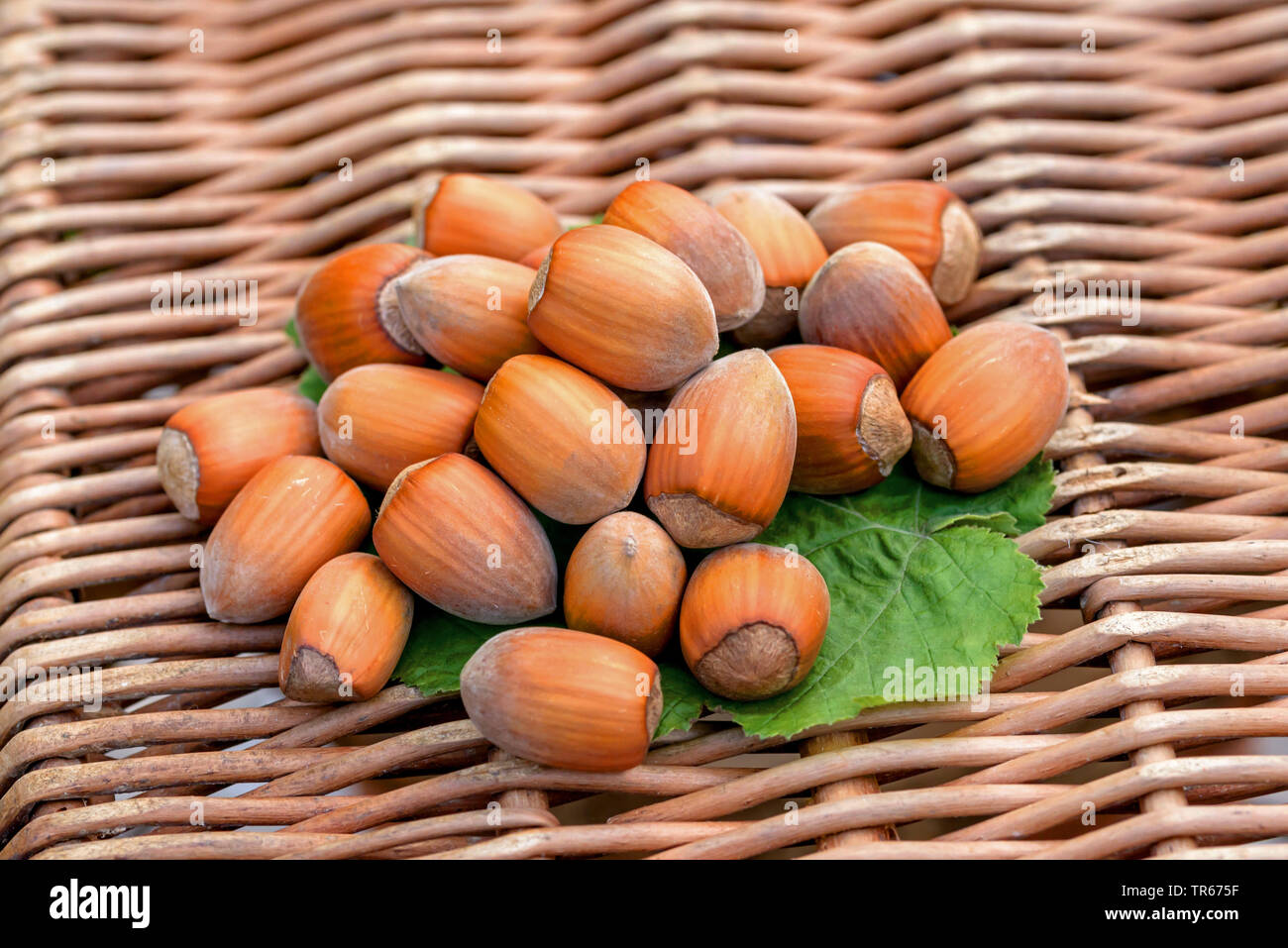 Noisetier (Corylus avellana 'Lange Zellernuss', Corylus avellana Lange Zellernuss), les fruits du cultivar Lange Zellernuss, Allemagne, Saxe Banque D'Images