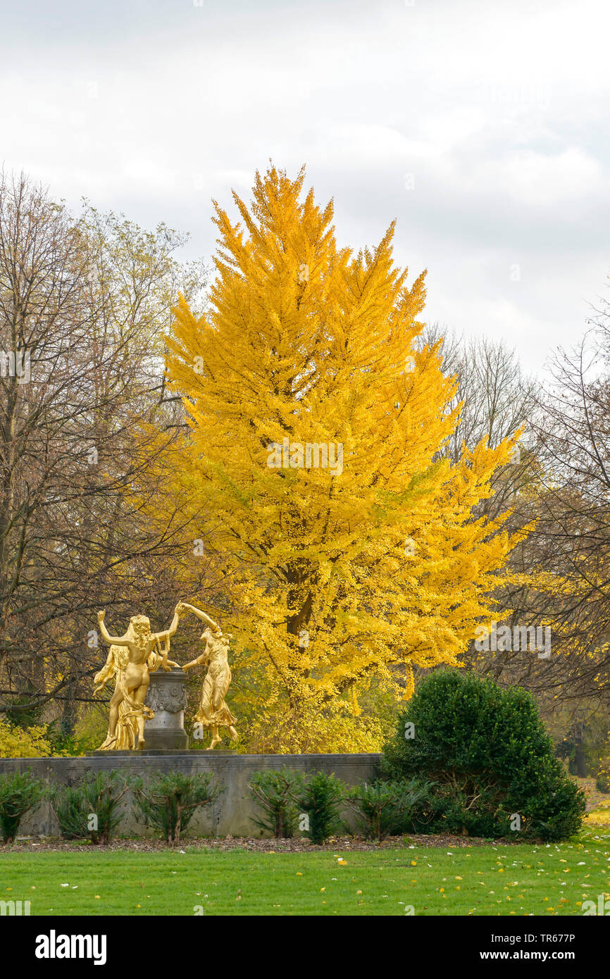 Arbre aux 40 écus, Ginkgo, Arbre de ginkgo, Ginko biloba de ginkgo (arbre), parc arbre en automne, l'Allemagne, la Saxe, Dresde, Buergerwiese Banque D'Images