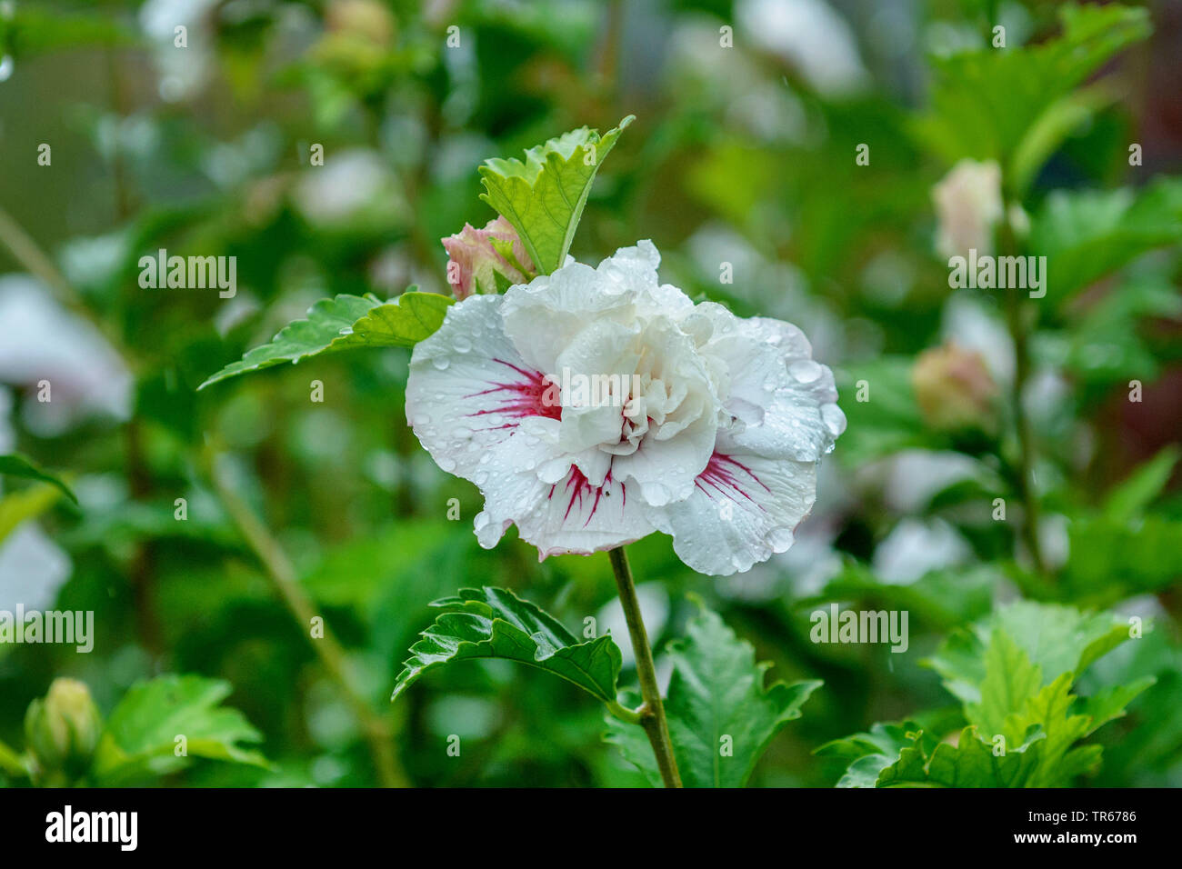Althaea arbustif, rose-of-Sharon (Hibiscus syriacus 'China Chiffon', Hibiscus syriacus China Chiffon, Chiffon', 'China Hibiscus Hibiscus, Chine), de mousseline de fleur de mousseline cultivar Chine Banque D'Images