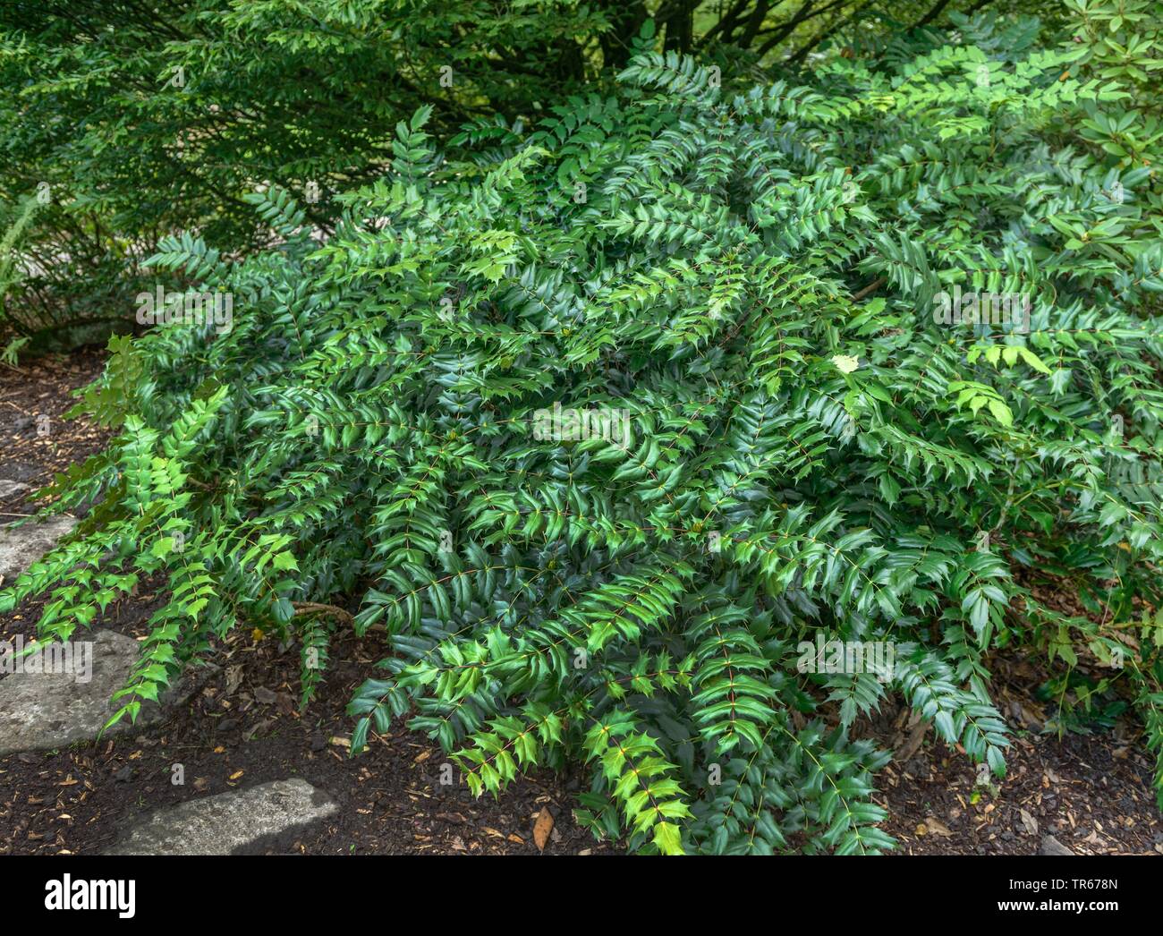 Mahonia Mahonia japonica (japonais), de l'habitude, l'Allemagne, Rhénanie du Nord-Westphalie Banque D'Images