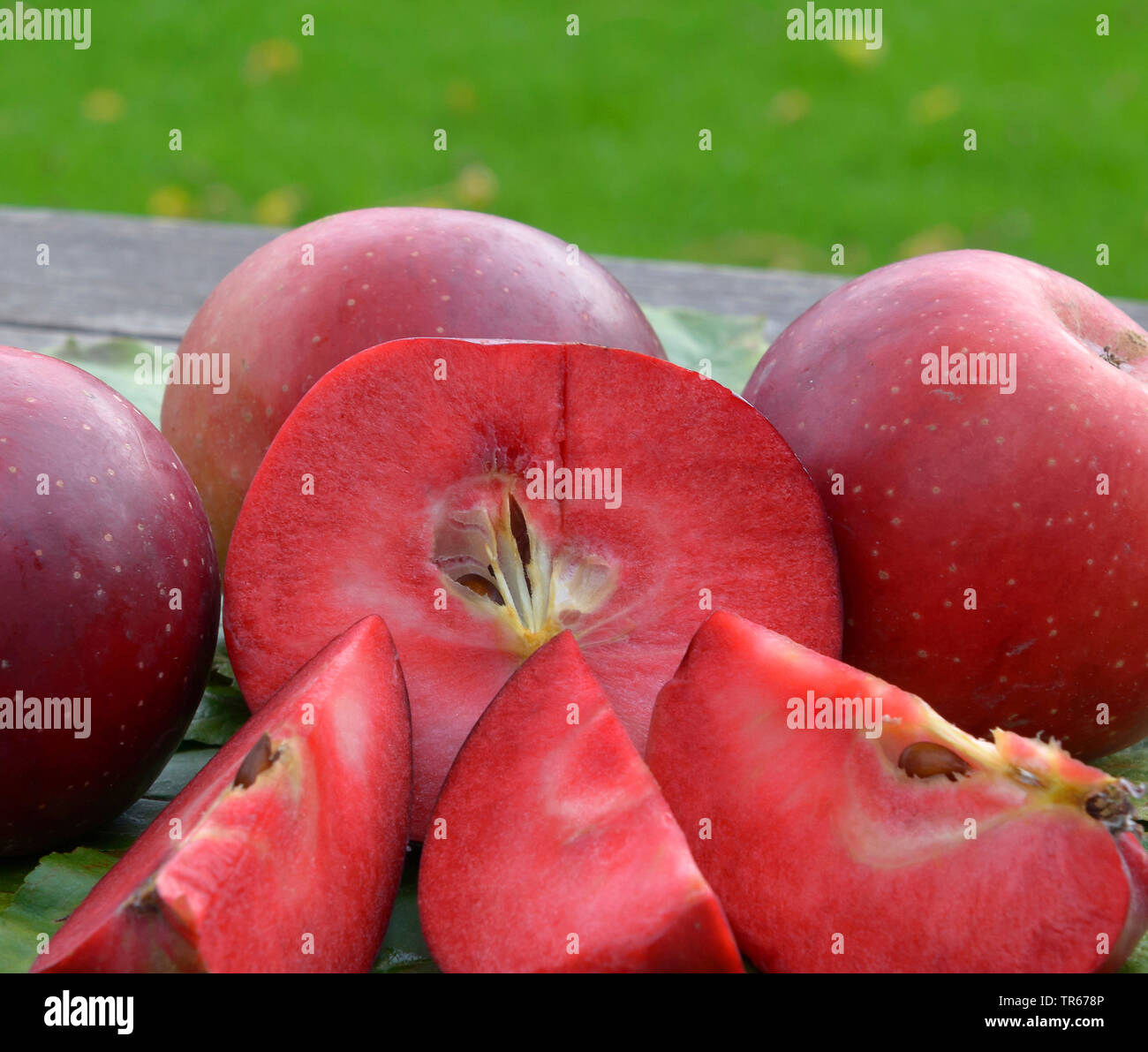Apple (Malus domestica 'Baya Marisa', Malus domestica Baya Marisa), apple du cultivar Baya Marisa Banque D'Images