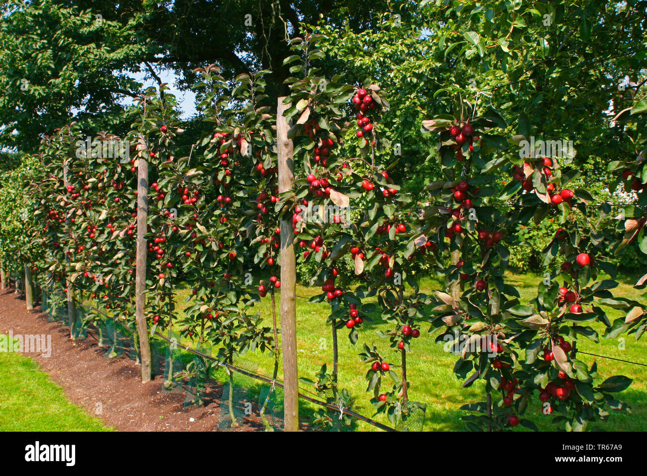 Pommier (Malus domestica), l'espalier arbres fruitiers, Allemagne Banque D'Images