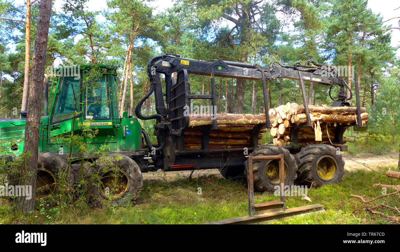 Pin sylvestre, le pin sylvestre (Pinus sylvestris), dans un bois de pin, la récolte de bois, Pays-Bas Banque D'Images