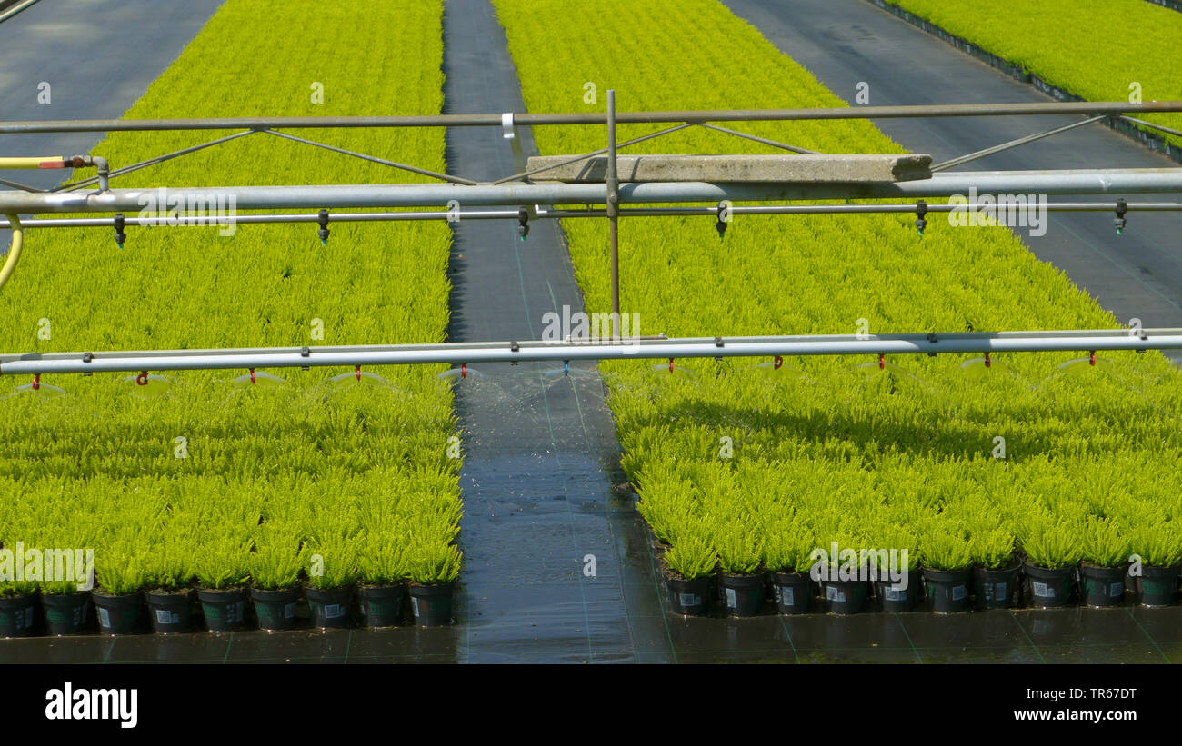 Production de fleurs ornementales avec l'irrigation, Allemagne Banque D'Images