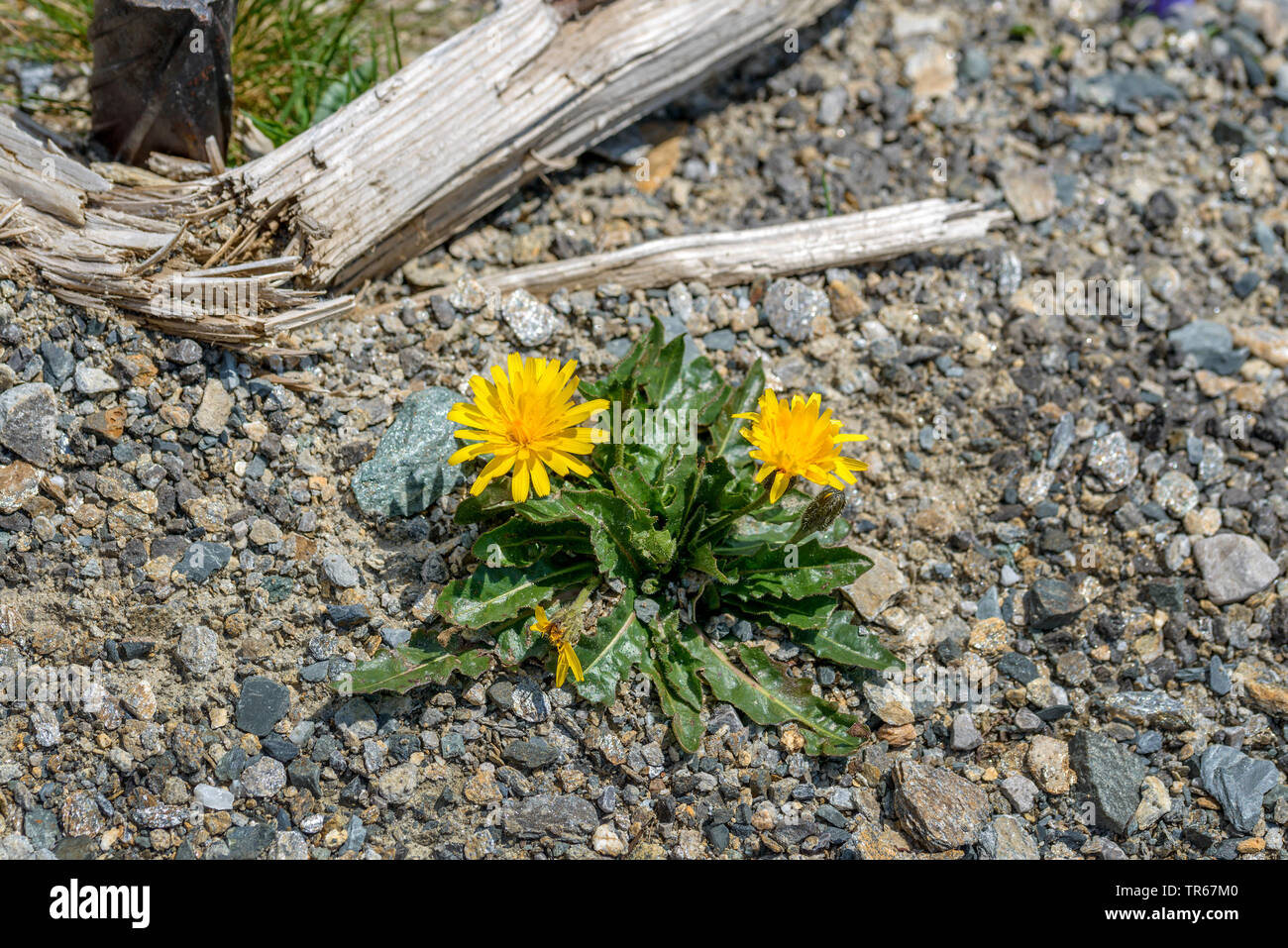 Suisse (pissenlit Leontodon helveticus, Scorzoneroides helvetica), qui fleurit en bardeau, Autriche, le Parc National du Hohe Tauern Banque D'Images