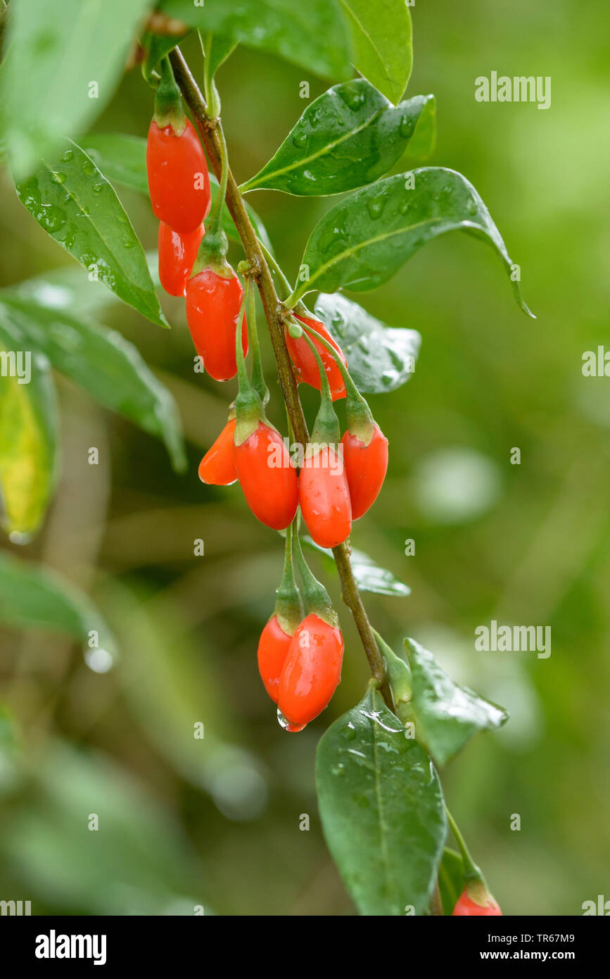 Commun, wolfberry chinois mariage vigne (Lycium barbarum 'nouveau Big', le Lycium barbarum nouveau Big), les baies de Goji du cultivar nouveau Big Banque D'Images