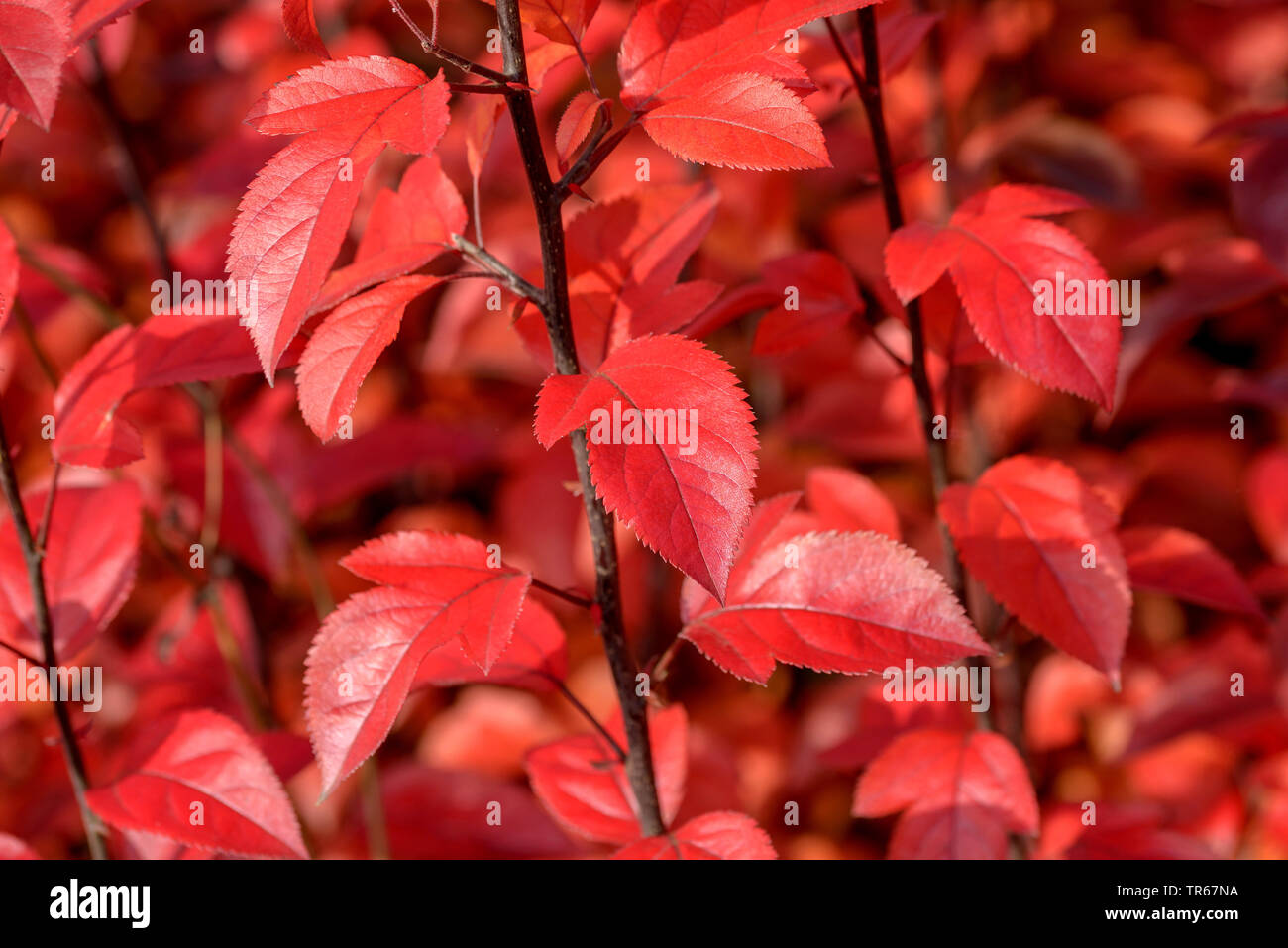 Pommier ornemental (Malus 'Coccinella', Malus Coccinella), les feuilles d'automne du cultivar Coccinella Banque D'Images