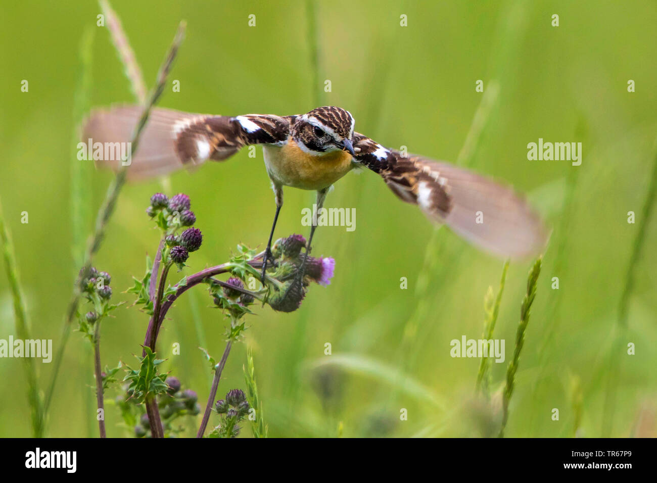 (Saxicola rubetra whinchat), homme à partir d'un chardon, Allemagne, Mecklembourg-Poméranie-Occidentale Banque D'Images