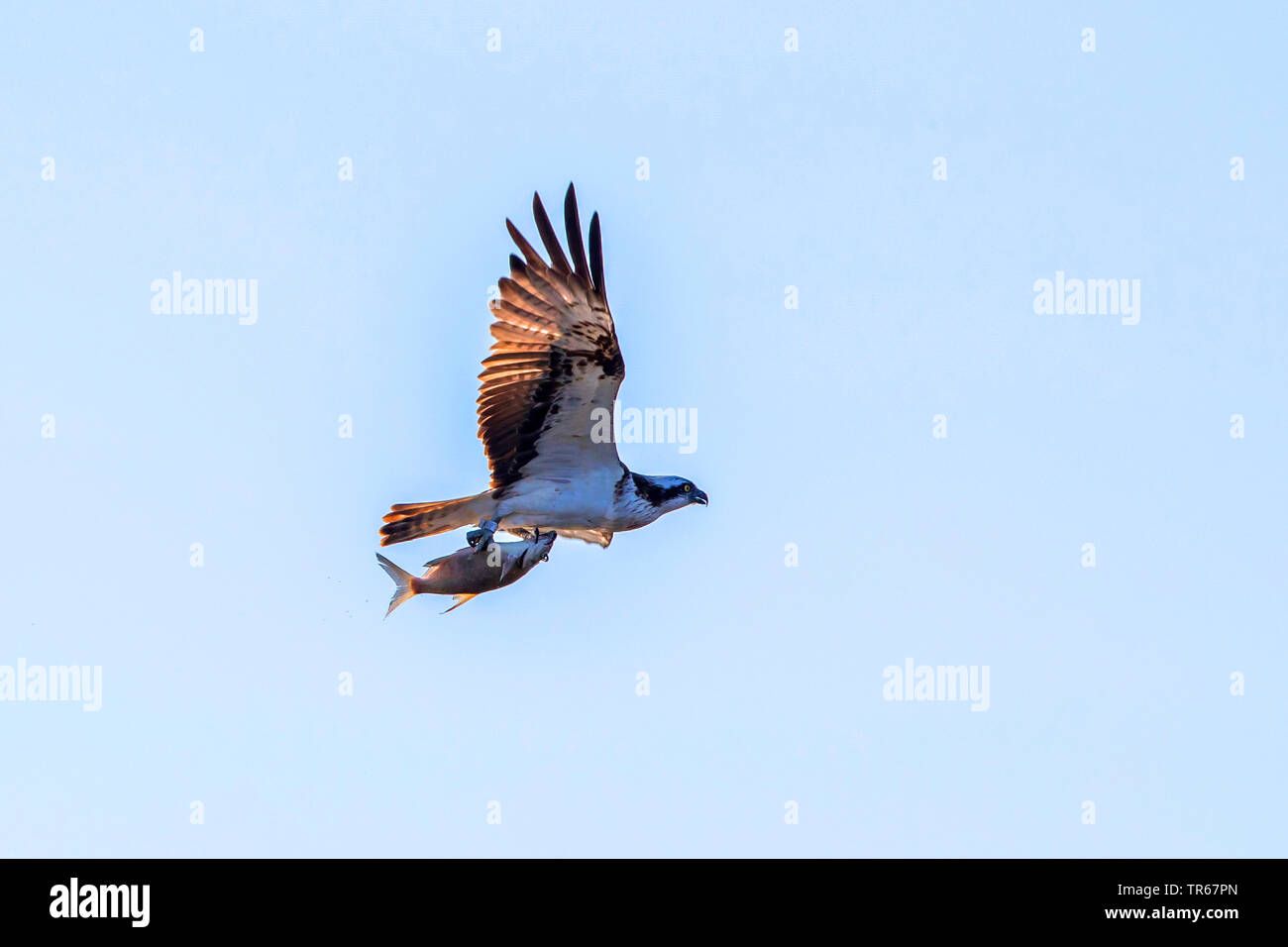 Osprey, le poisson hawk (Pandion haliaetus), en vol avec la proie des poissons dans les serres, vue de côté, l'Allemagne, Mecklembourg-Poméranie-Occidentale Banque D'Images