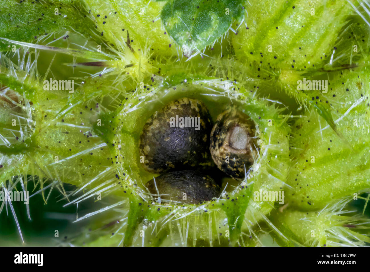 L'ortie, chanvre commun tige fragile-ortie royale (Galeopsis tetrahit) ; calice avec des fruits, de l'Allemagne, Mecklembourg-Poméranie-Occidentale Banque D'Images