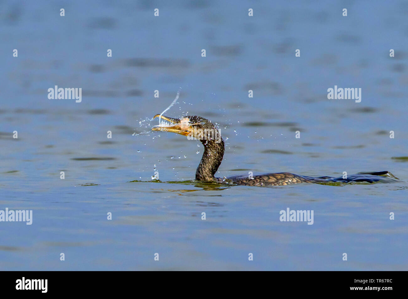 Grand Cormoran (Phalacrocorax carbo), natation jeunes aigrettes avec les proies dans le projet de loi, l'Allemagne, Mecklembourg-Poméranie-Occidentale Banque D'Images