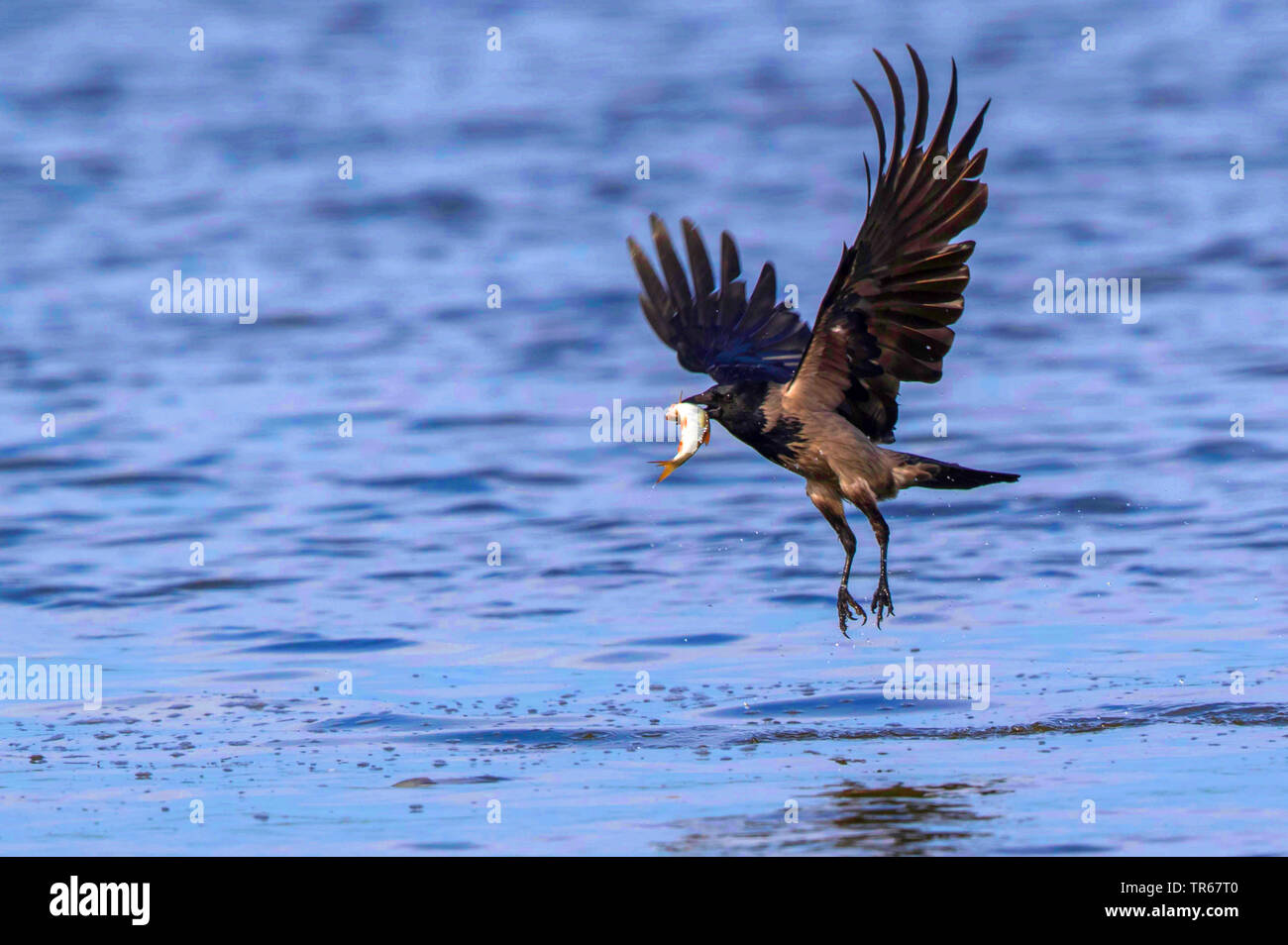 Hooded crow (Corvus corone cornix, Corvus cornix), battant le poisson avec sur le lac Malchiner See, Allemagne, Mecklembourg-Poméranie-Occidentale Banque D'Images