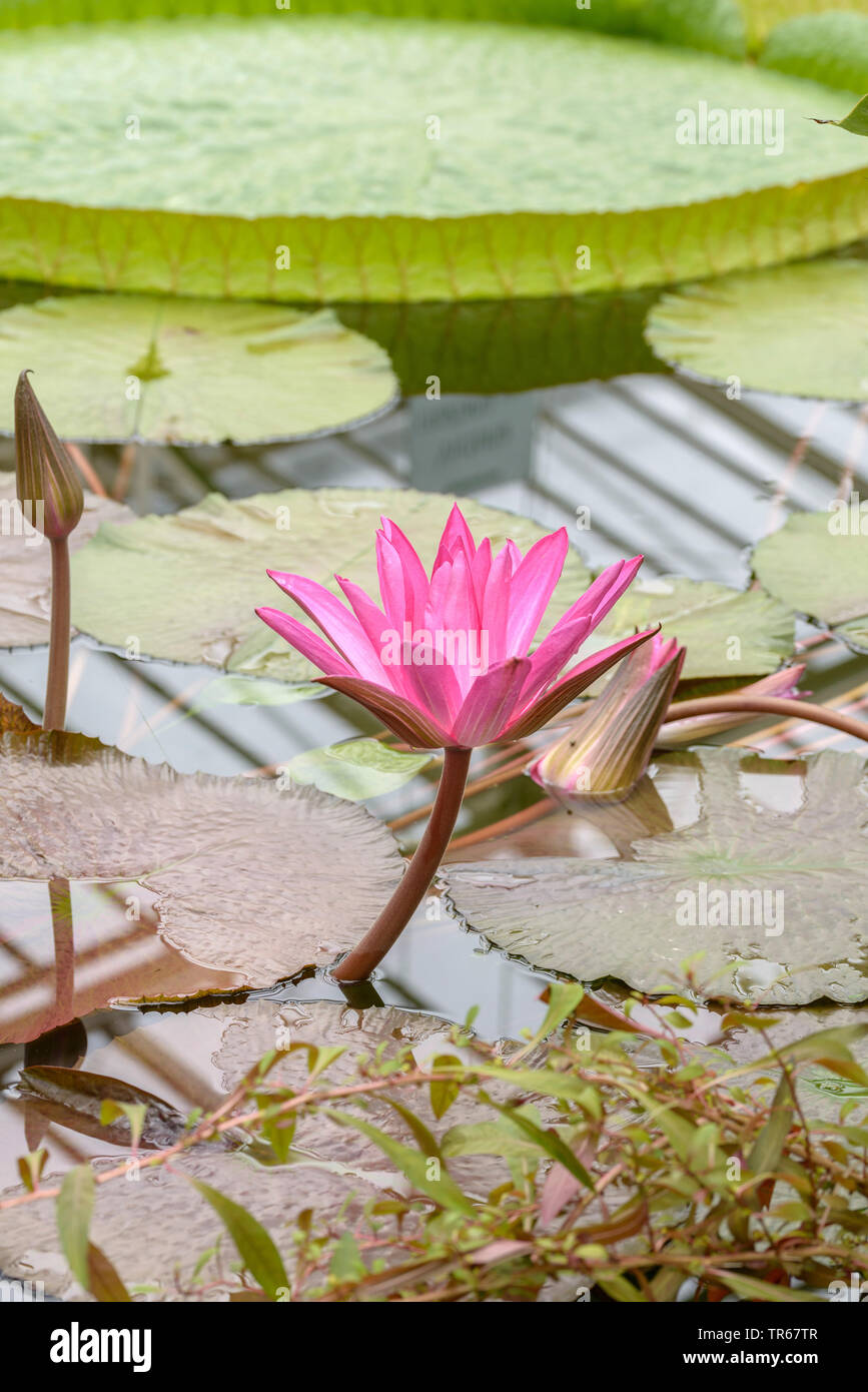Water Lily, Lily Pond (Nymphaea 'Hofgaertner Graebner', Nymphaea Hofgaertner Graebner), blooming Hofgaertner Graebner Banque D'Images