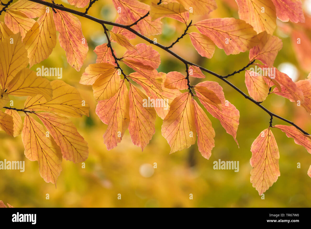 Ironwood, parrotia (Parrotia persica), branche avec les feuilles d'automne Banque D'Images