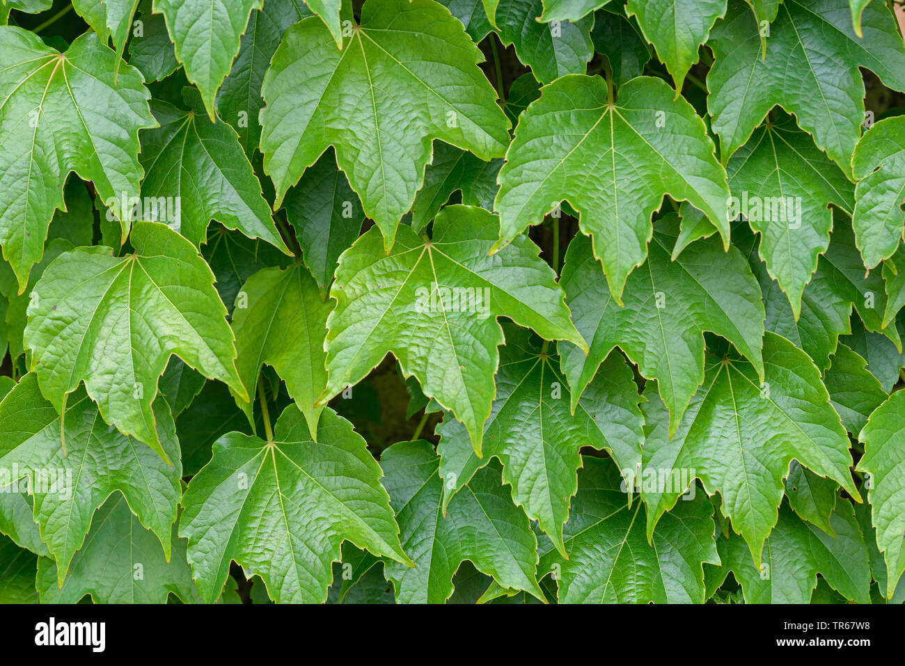 Boston ivy, japonais (réducteur du Parthenocissus tricuspidata 'Green Spring', vert printemps du Parthenocissus tricuspidata), le cultivar Green Spring Banque D'Images