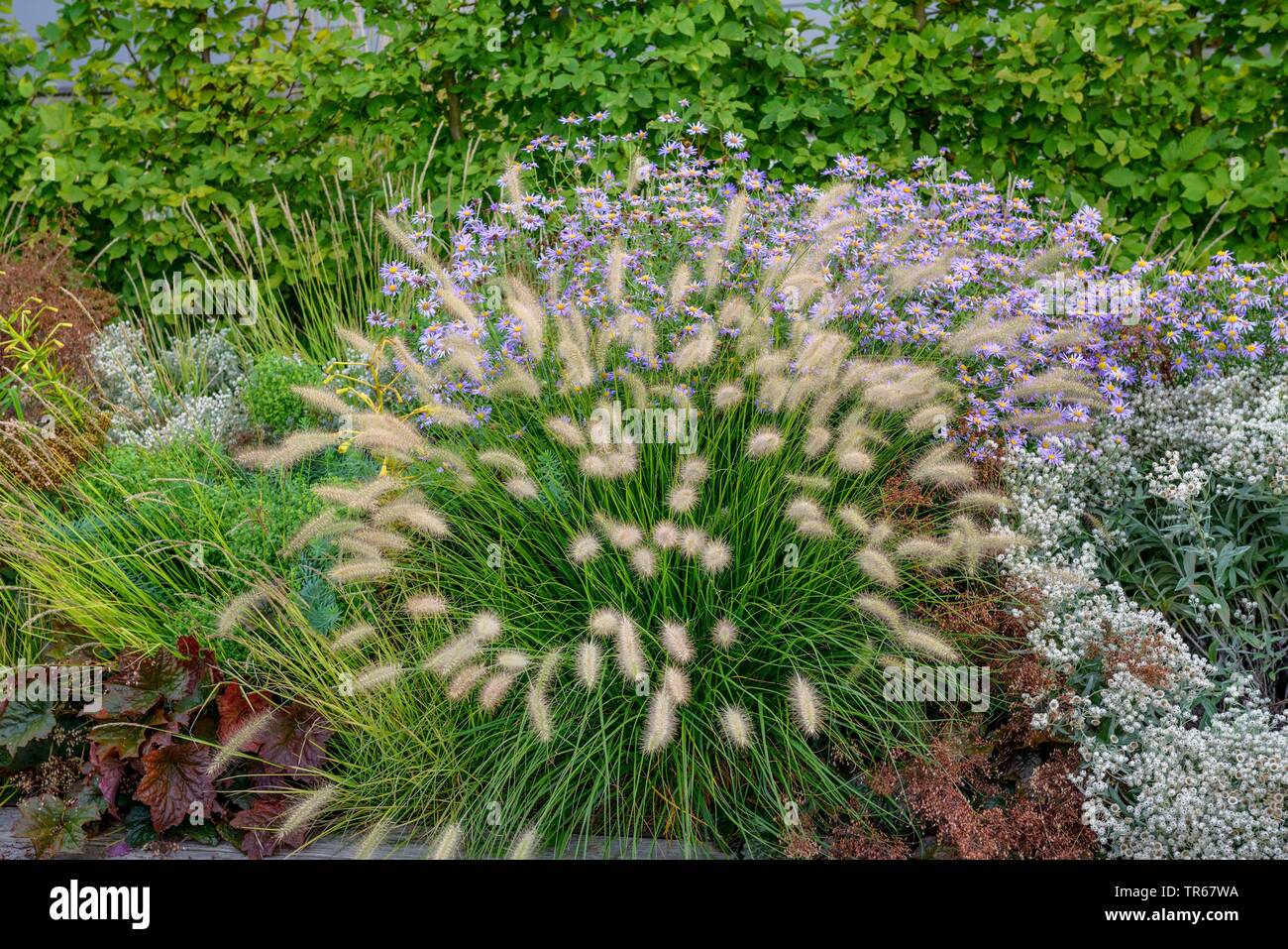 (Pennisetum alopecuroides herbe fontaine 'Little Bunny', Pennisetum alopecuroides peu Bunny), le cultivar peu Bunny, Allemagne, Bade-Wurtemberg Banque D'Images