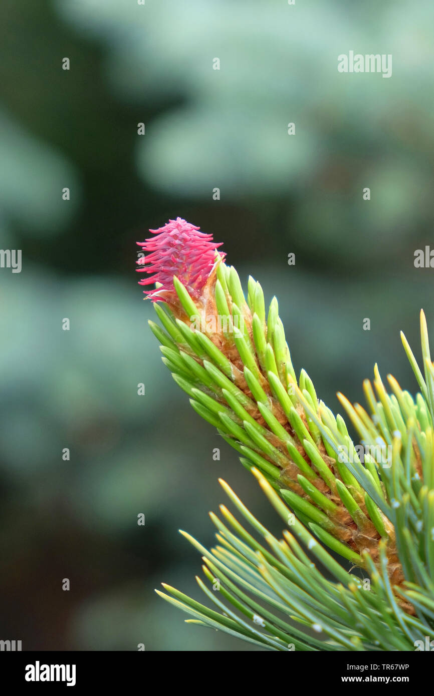 Bristlecone Pine (Pinus aristata 'Glauca', Pinus aristata Glauca), cône en fleurs du cultivar glauca Banque D'Images