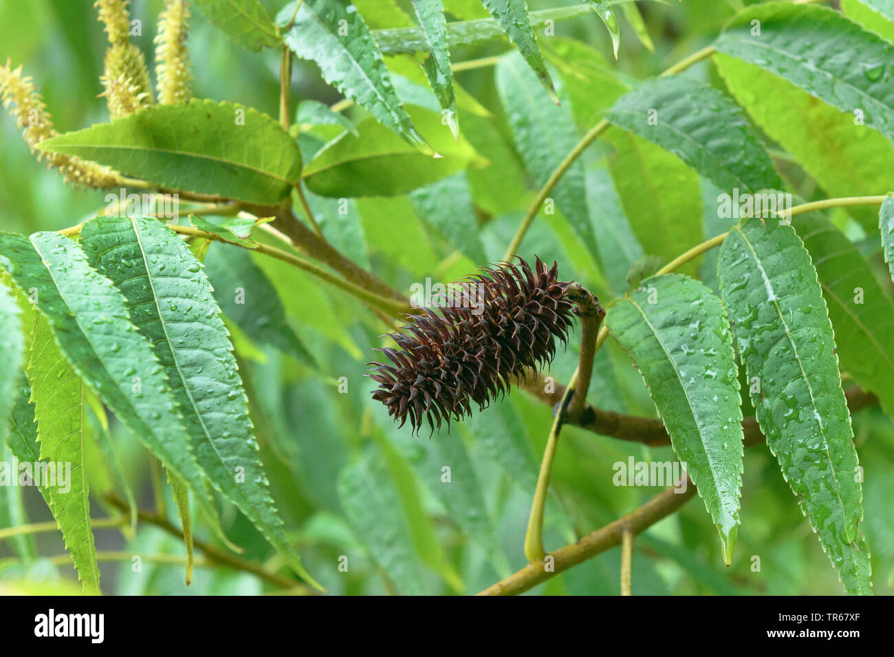 Platycarya strobilacea (Platycarya), branche avec infructescence Banque D'Images