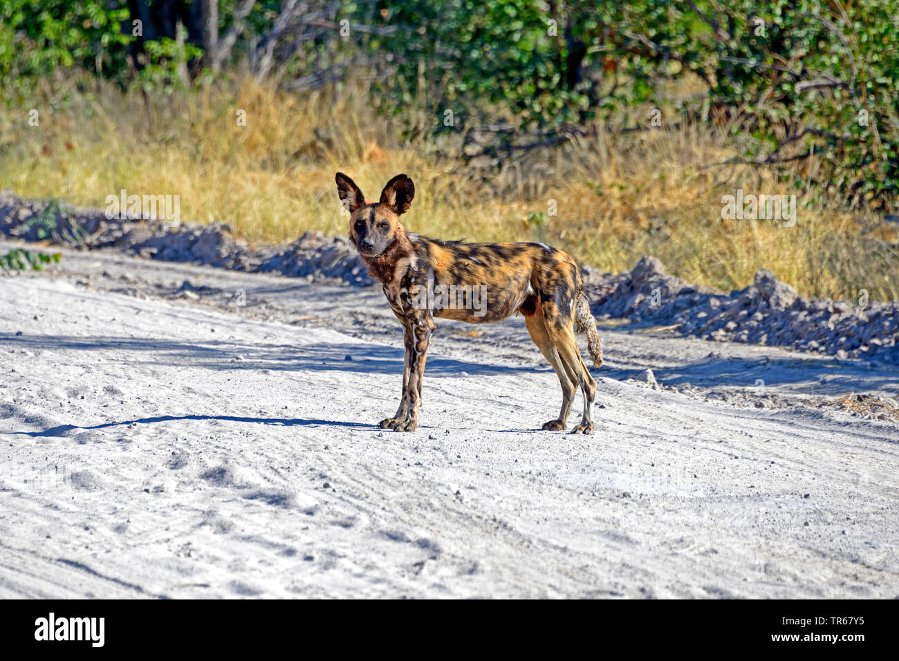Loup Fleuri Photos Loup Fleuri Images Alamy
