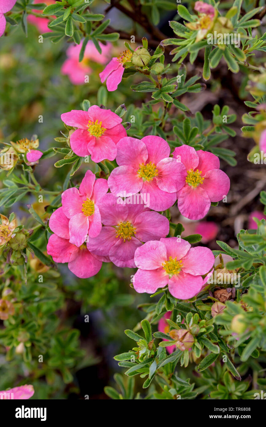 Rose jaune, potentille (Potentilla fruticosa 'Bellissima', Potentilla fruticosa Bellissima), la floraison, le cultivar Bellissima Banque D'Images