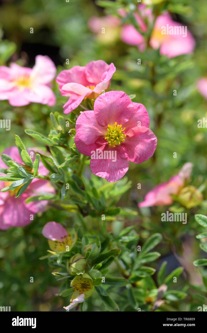 Rose jaune, potentille (Potentilla fruticosa 'Bellissima', Potentilla fruticosa Bellissima), la floraison, le cultivar Bellissima Banque D'Images