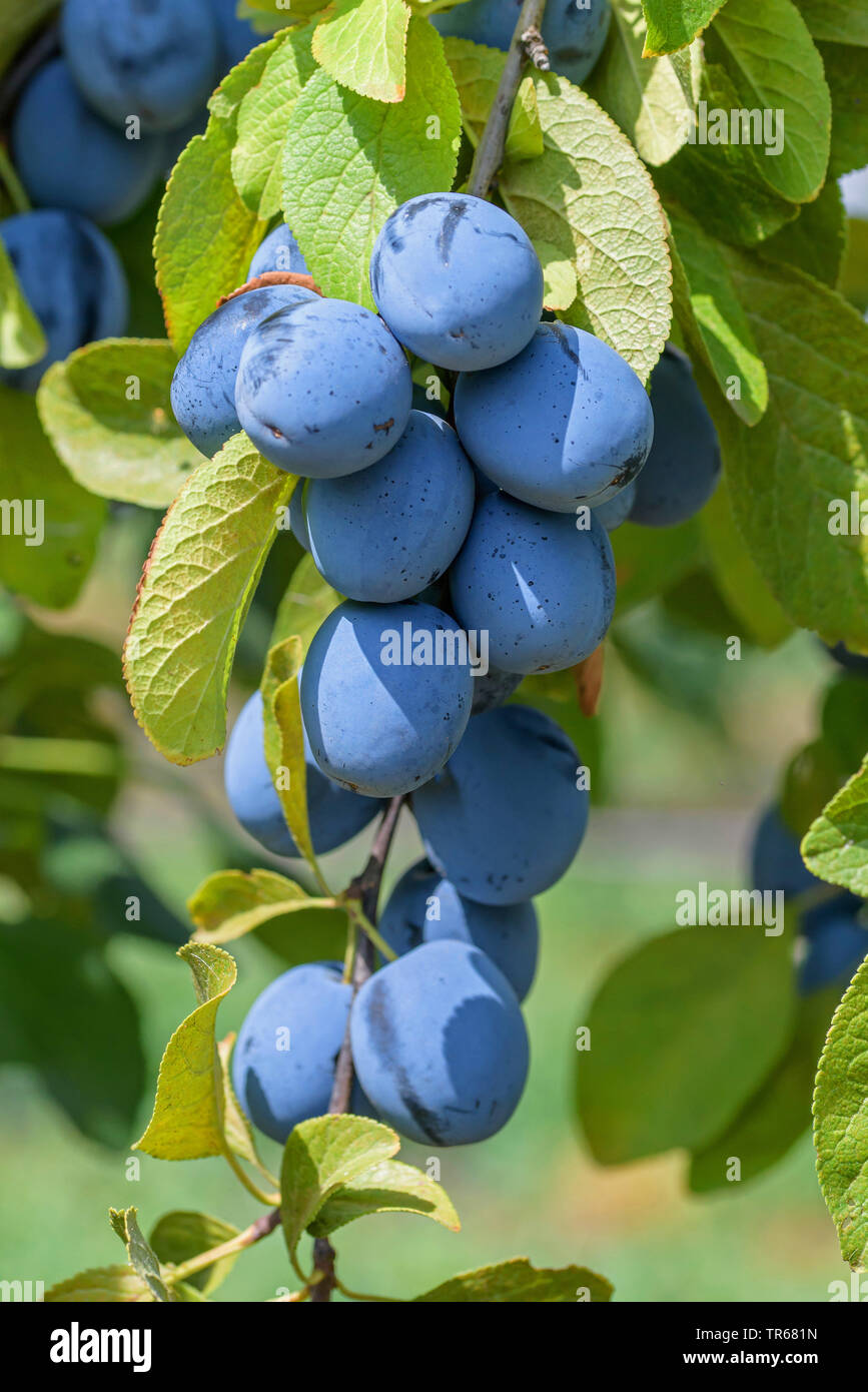 Prunier européen (Prunus domestica 'Topfive', Prunus domestica Topfive), prunes sur un arbre, le cultivar Topfive Banque D'Images