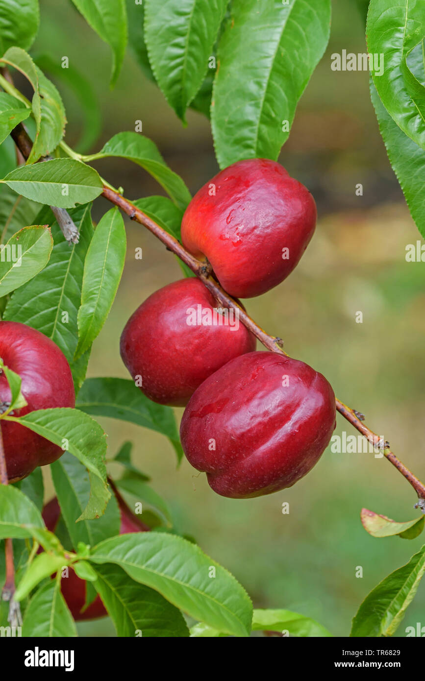 Le nectarinier (Prunus persica 'Big Bang', Prunus persica Big Bang, Prunus persica var. nectarina, Prunus nectarina), nactarines sur un arbre, le cultivar Big Bang Banque D'Images