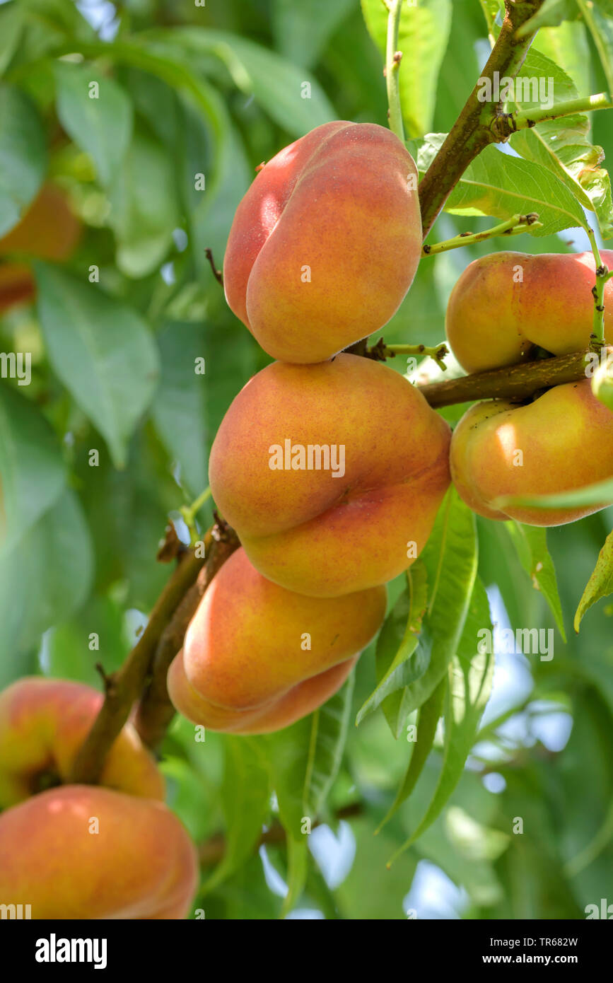 Plate pêche (Prunus persica 'Jalousie', Prunus persica Jalousie), les pêches sur un arbre, le cultivar Jalousie Banque D'Images