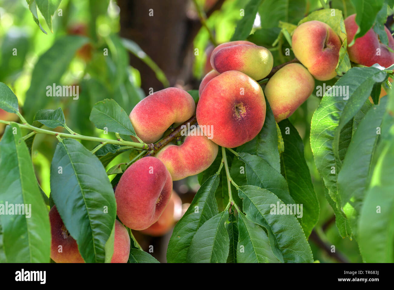 Plate pêche (Prunus persica '4' Ovni Ufo 4, Prunus persica), les pêches sur un arbre, le cultivar Ufo 4 Banque D'Images