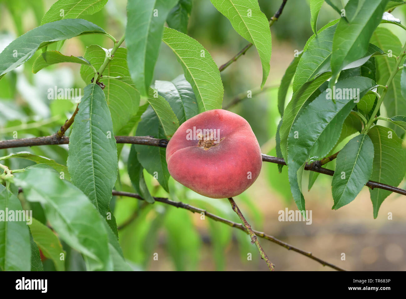 Plate pêche (Prunus persica '4' Ovni Ufo 4, Prunus persica), pêche sur un arbre, le cultivar Ufo 4 Banque D'Images