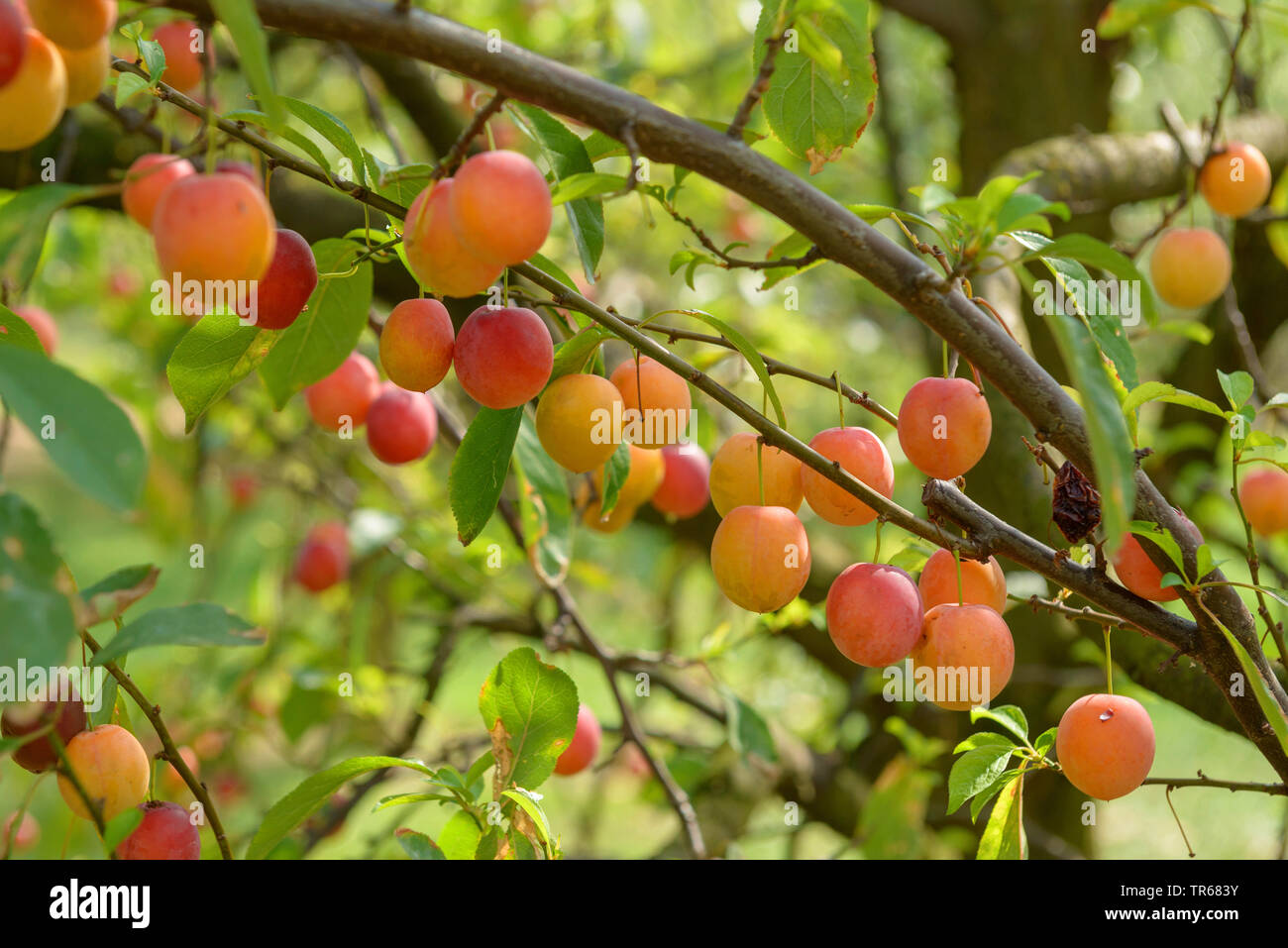 Prunier japonais, chinois prunier (Prunus salicina), de la direction générale avec des fruits Banque D'Images