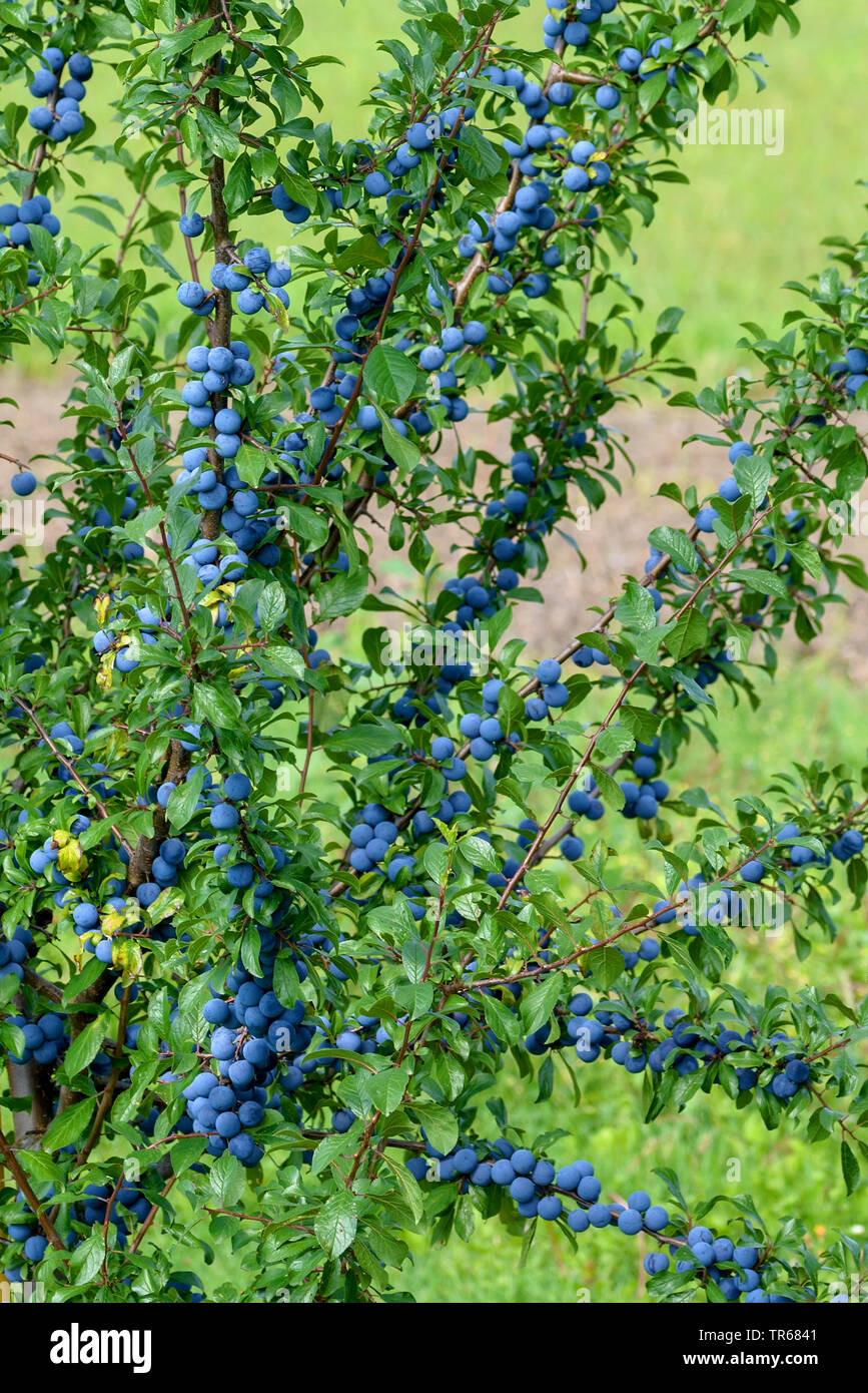 Prunellier, prunelle (Prunus spinosa), fuiting, Allemagne Banque D'Images