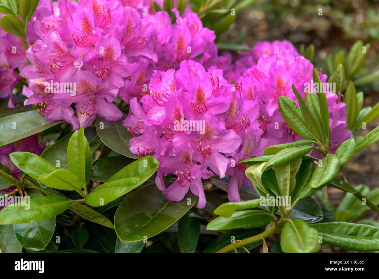 Catawba rhododendron, Catawba rose bay (Rhododendron 'Pink Dream', Violet Rose RHODODENDRON Rhododendron catawbiense, rêve), la floraison, le cultivar Pink Dream Banque D'Images