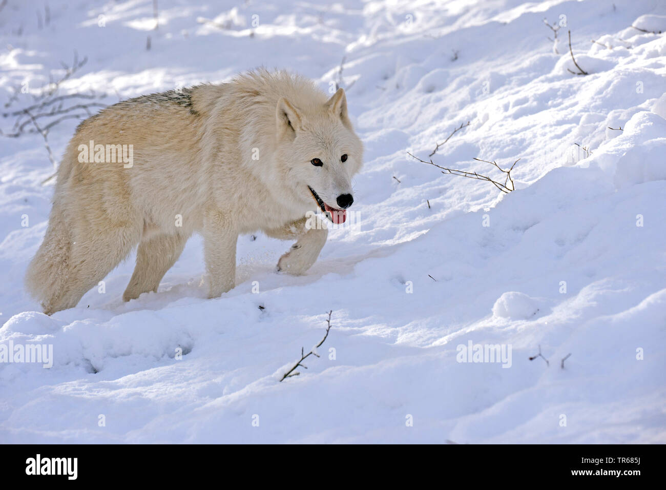 Loup arctique, toundra wolf (Canis lupus albus, Canis lupus arctos), marcher dans la neige, vue latérale, Canada Banque D'Images