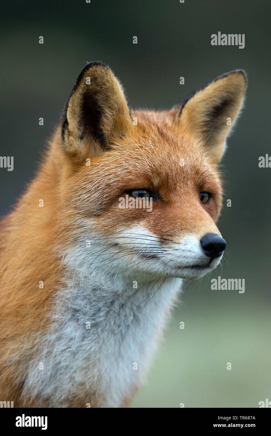 Le renard roux (Vulpes vulpes), portrait, vue de côté, l'Allemagne, la Bavière Banque D'Images