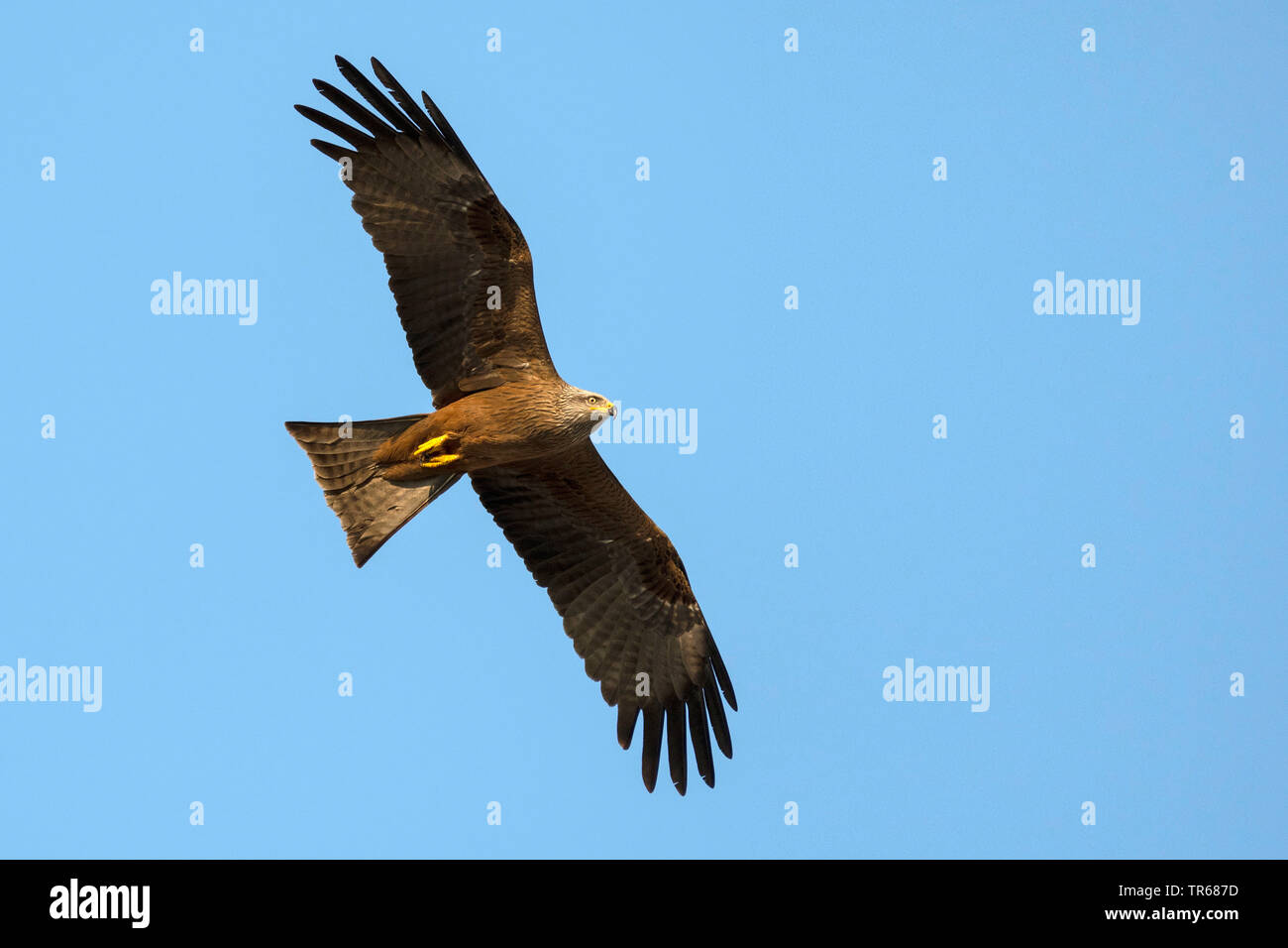 Milan noir, jaune-billed kite (Milvus migrans), en vol, vue de dessous, en Allemagne, en Bavière Banque D'Images