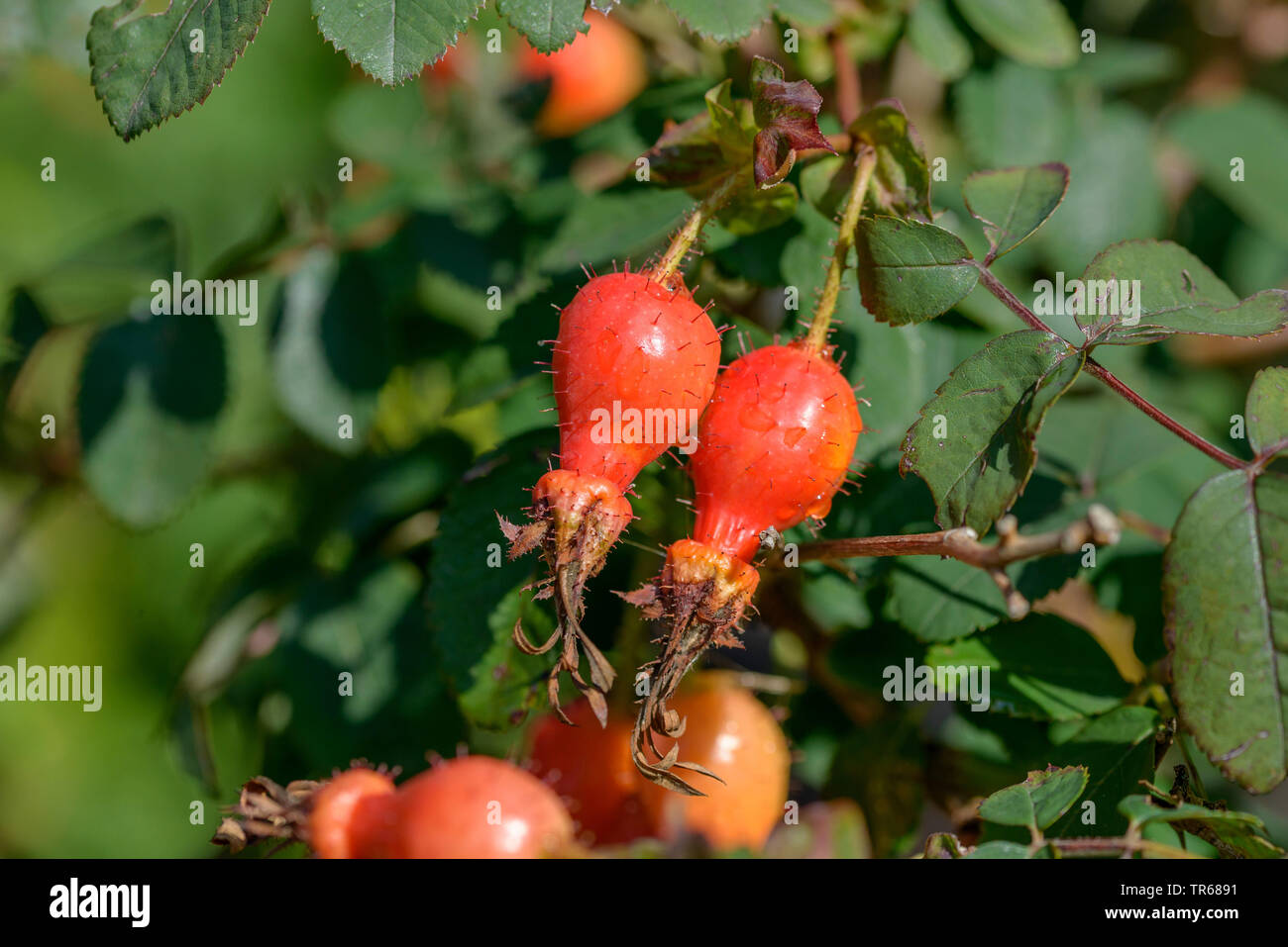 Moyes Rose (Rosa moyesii 'Rosa moyesii Fenja', Fenja), les fruits du cultivar Anselma Banque D'Images