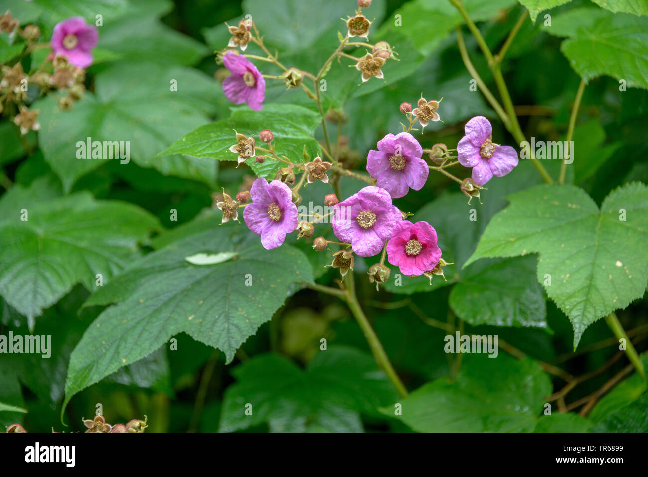 La framboise, la floraison floraison mauve-framboise, ronce, American bramble (Rubus odoratus), blooming Banque D'Images