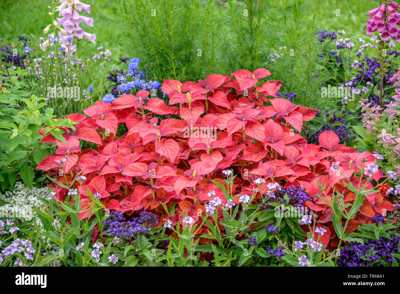 L'ortie, peint de Coleus blumei Coléus (, Solenostemon scutellarioides), dans un parterre de fleurs Banque D'Images