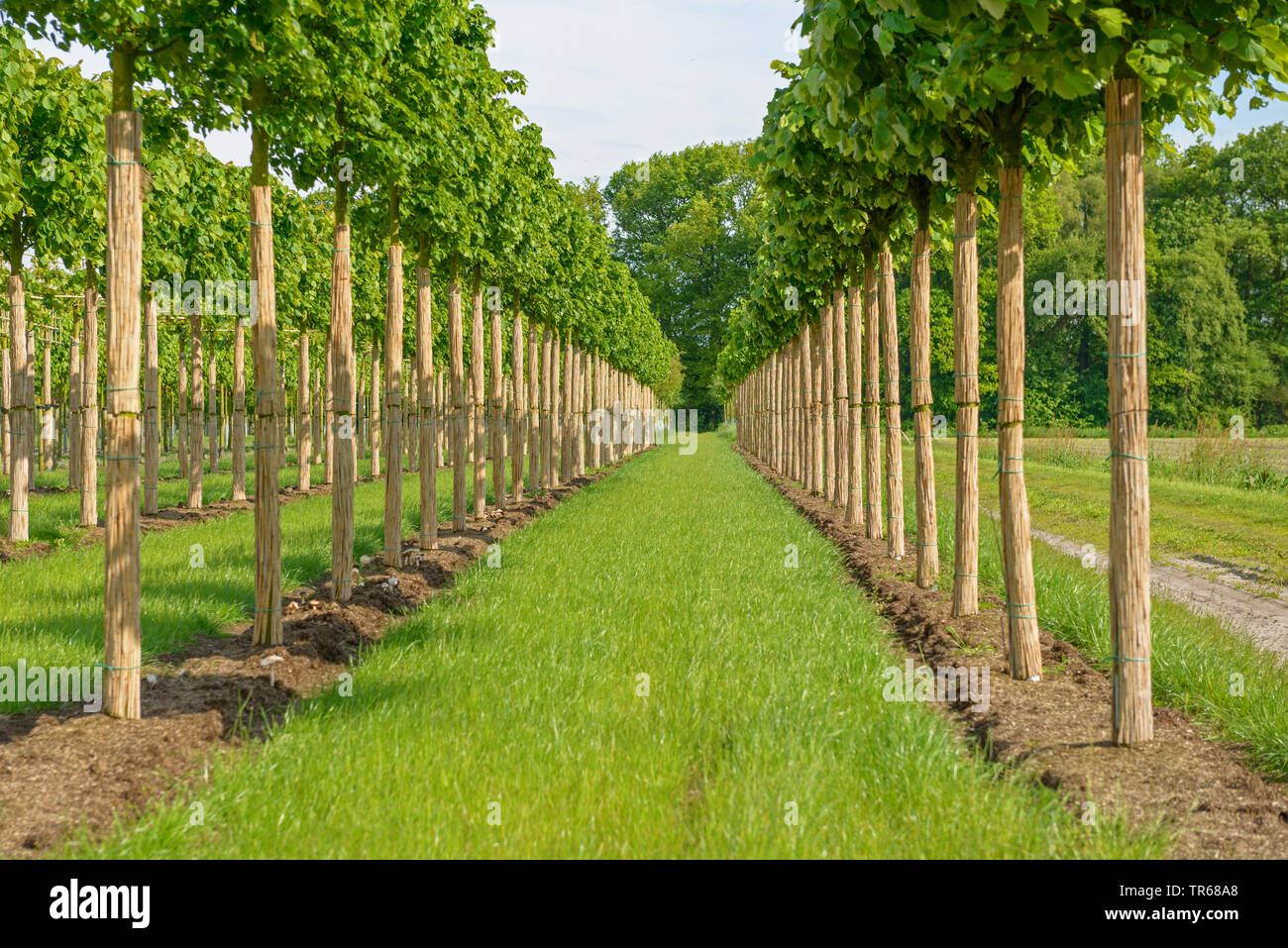 Tilleul à petites feuilles, littleleaf linden, peu de feuilles linden (Tilia cordata 'Greenspire', Tilia cordata Greenspire), le cultivar Greenspire dans une pépinière, l'ALLEMAGNE, Basse-Saxe Banque D'Images