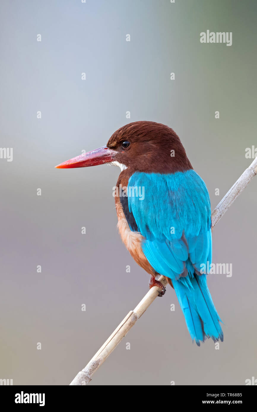 White-throated kingfisher martin-pêcheur à ventre blanc, rivière, Halcyon smyrnensis (Kingfisher), assis sur reed, Israël Banque D'Images