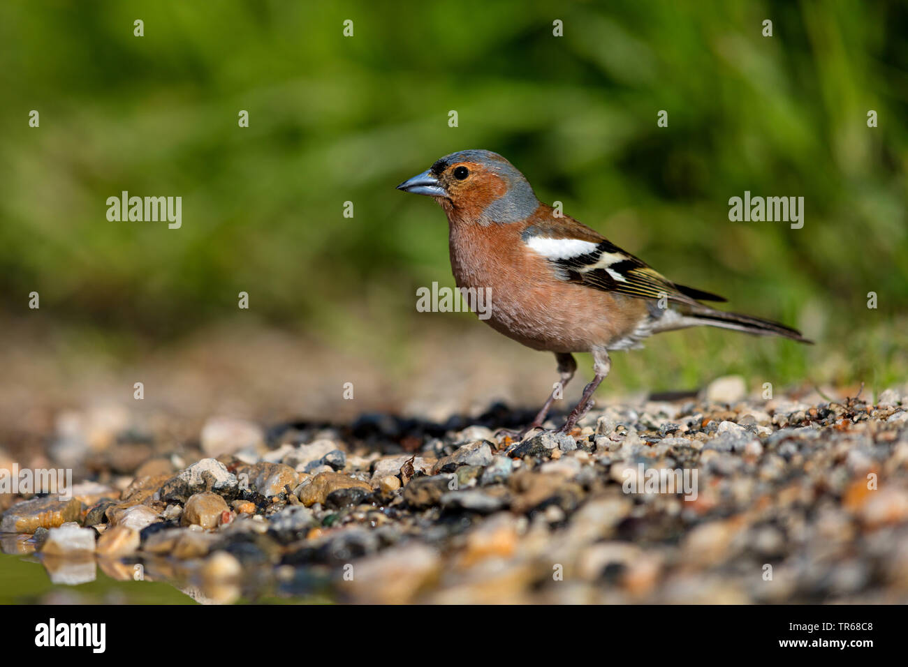 Chaffinch (Fringilla coelebs), sur le terrain, la Grèce, Lesbos Banque D'Images