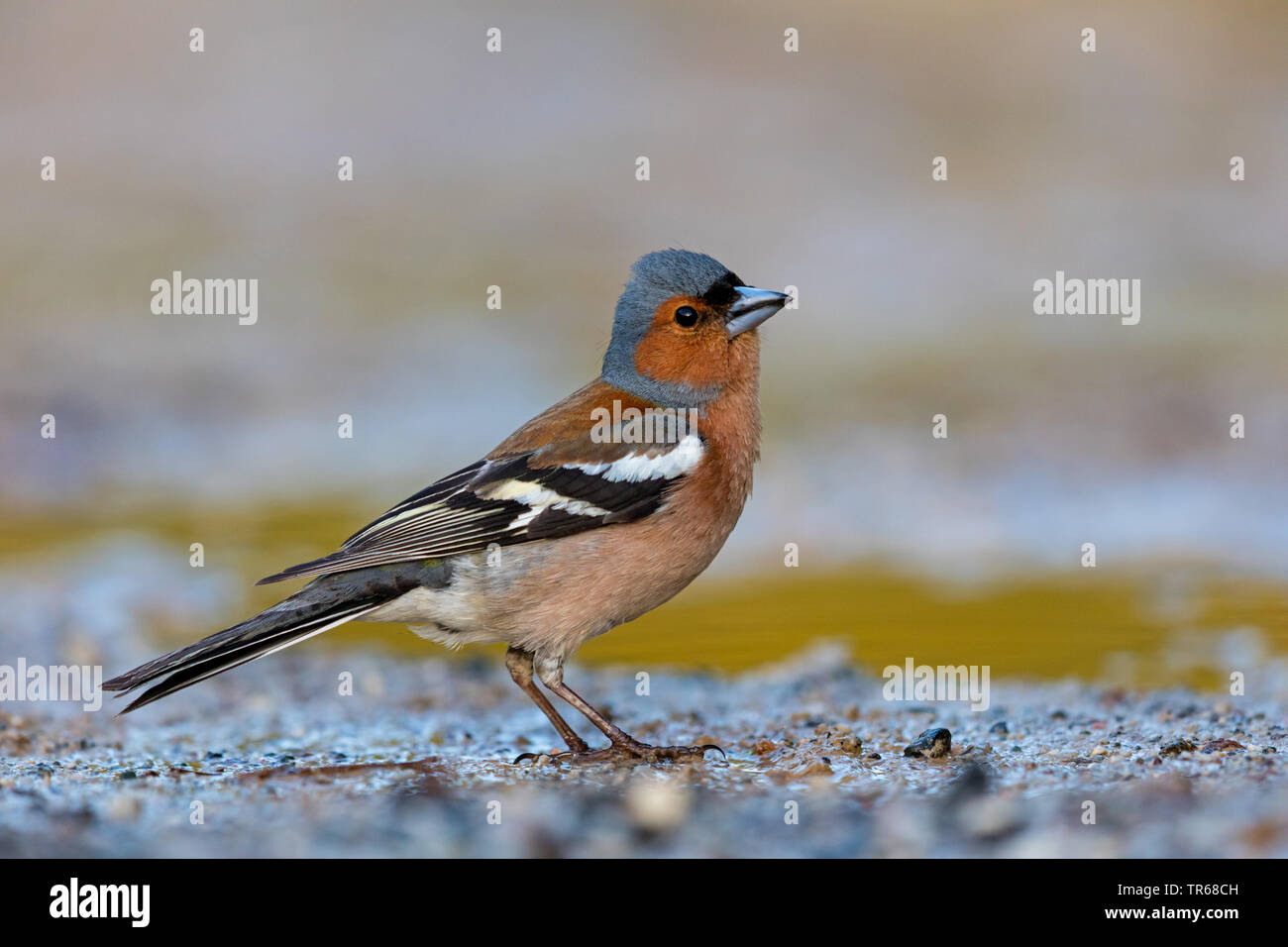 Chaffinch (Fringilla coelebs), sur le terrain, la Grèce, Lesbos Banque D'Images