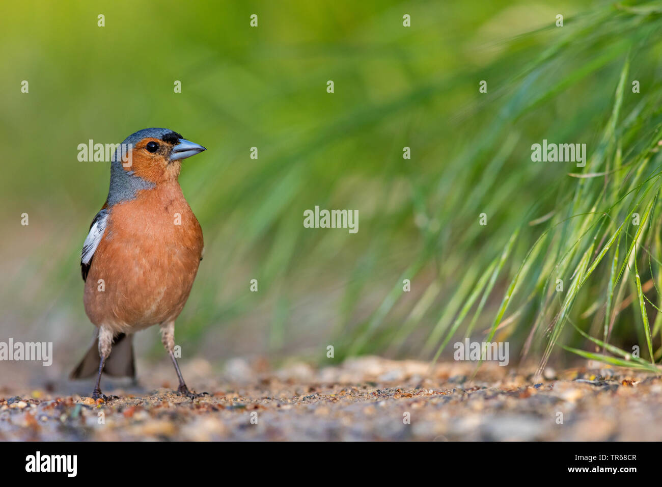 Chaffinch (Fringilla coelebs), sur le terrain, la Grèce, Lesbos Banque D'Images