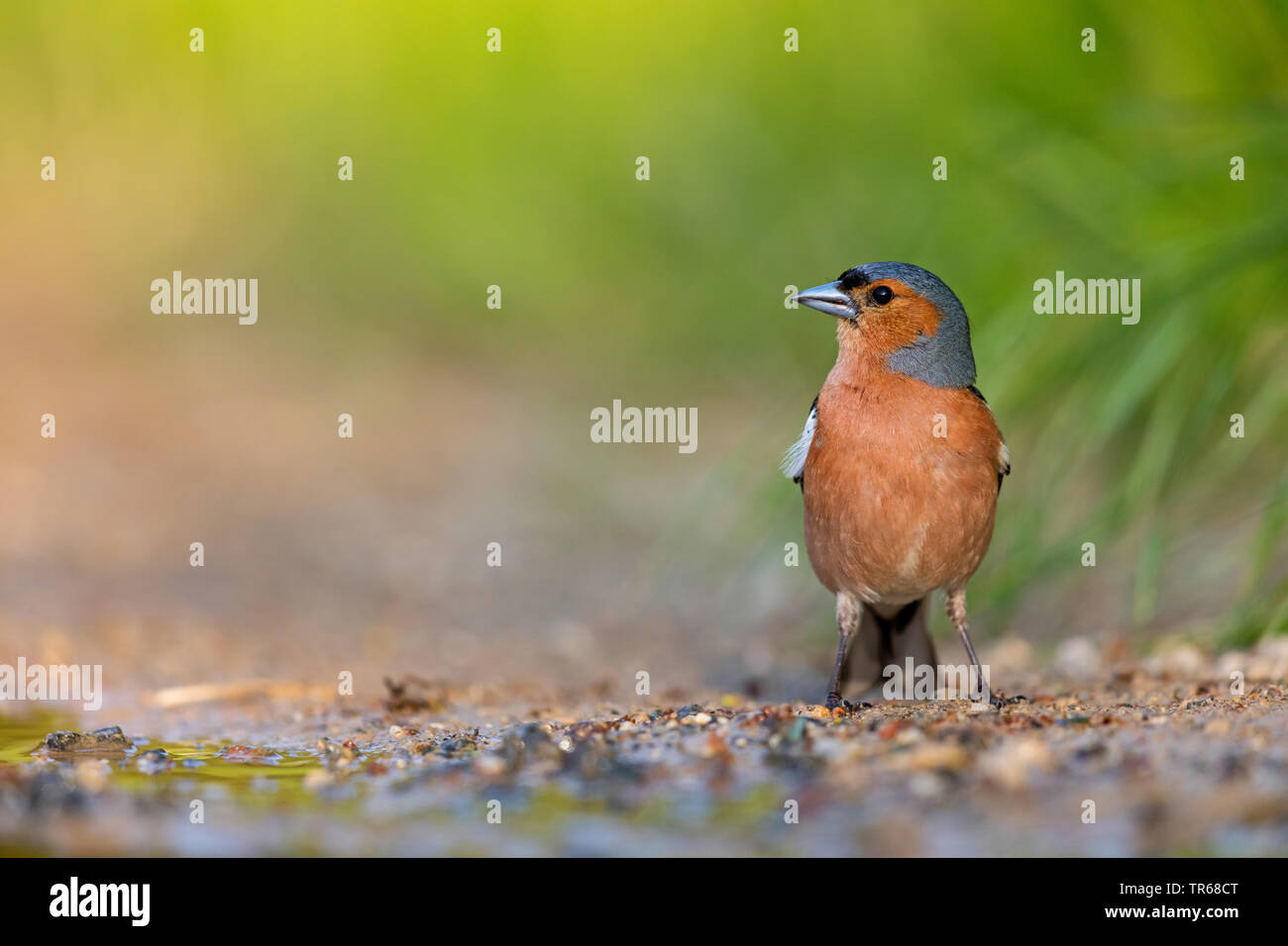 Chaffinch (Fringilla coelebs), sur le terrain, la Grèce, Lesbos Banque D'Images