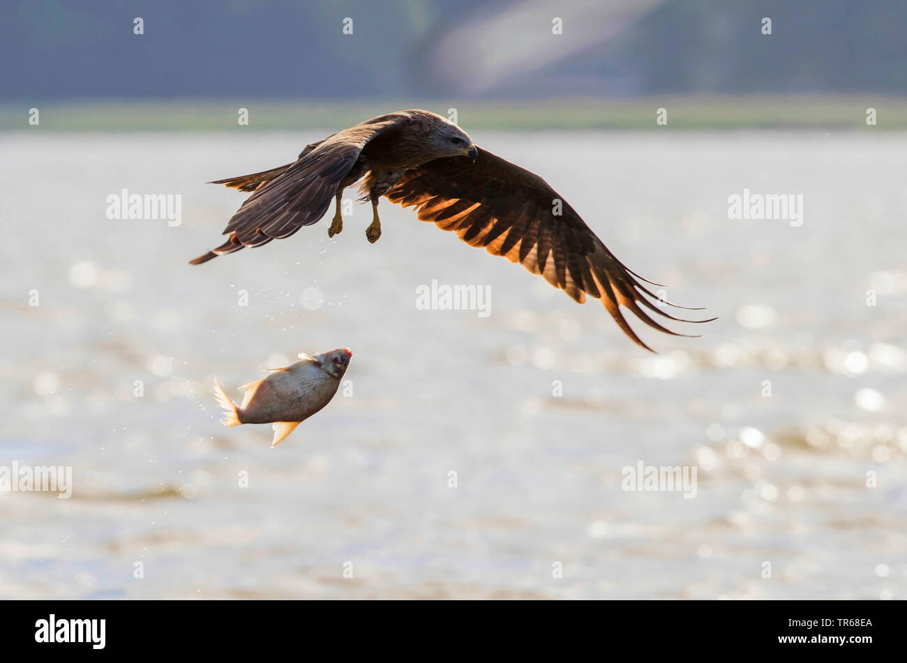 Milan noir, jaune-billed kite (Milvus migrans), en vol au-dessus d'un lac, laissant tomber un poisson lourd, l'Allemagne, de Mecklembourg-Poméranie occidentale, Malchiner Voir Banque D'Images